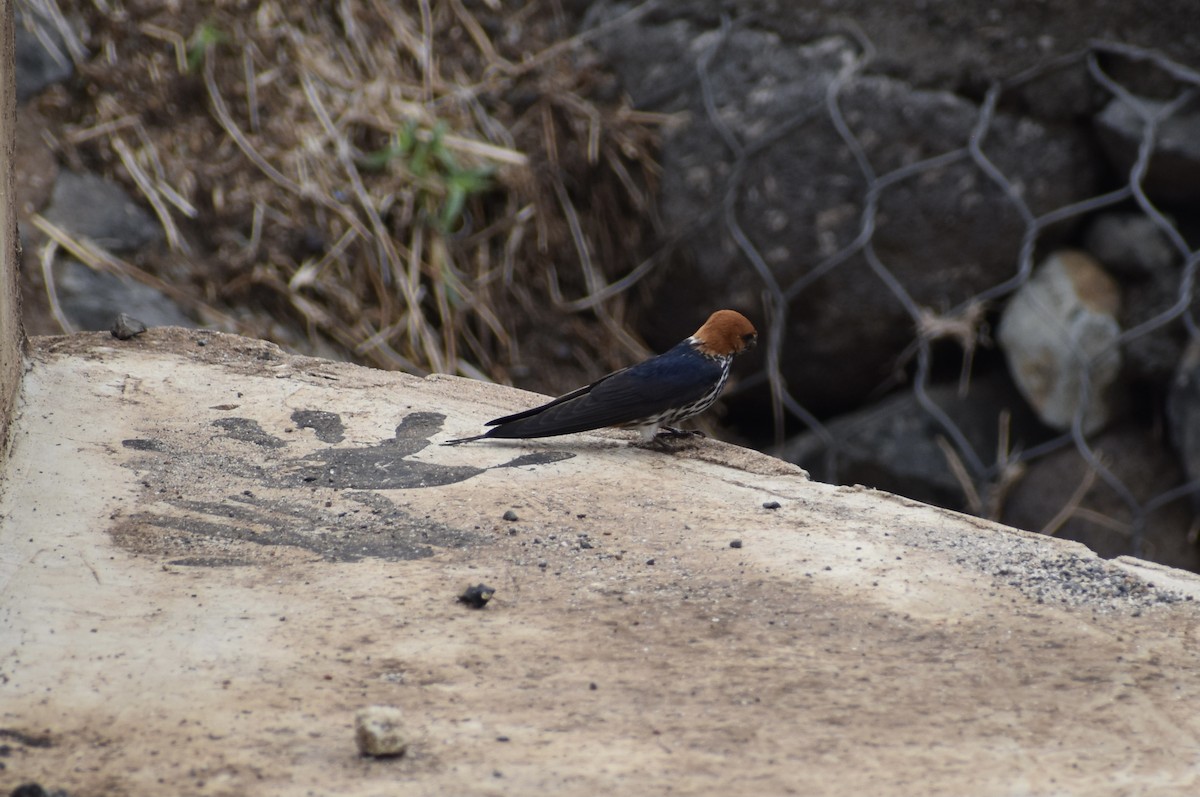 Lesser Striped Swallow - ML549410081