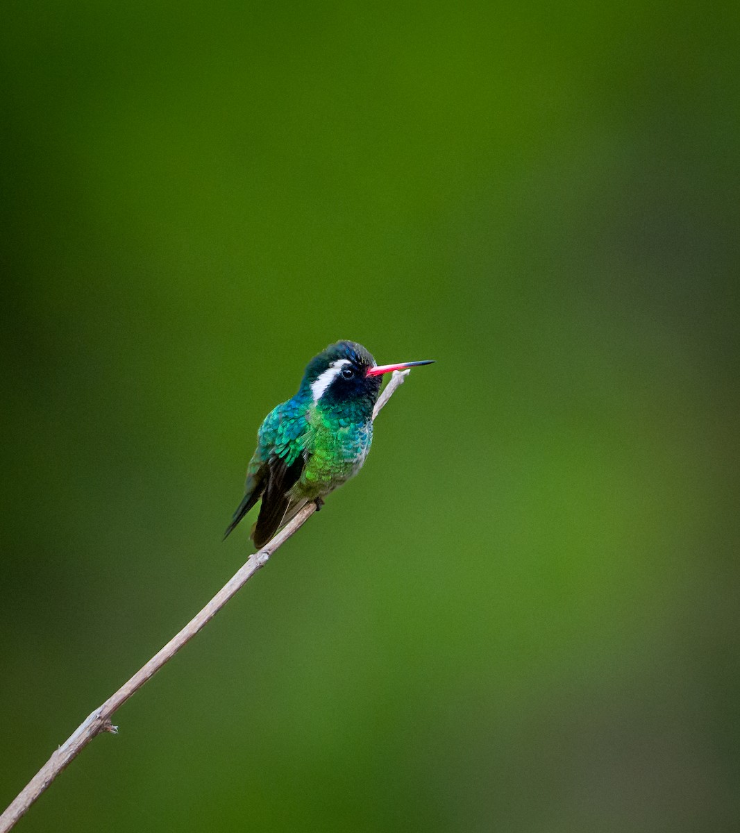 kolibřík bělouchý - ML549413661