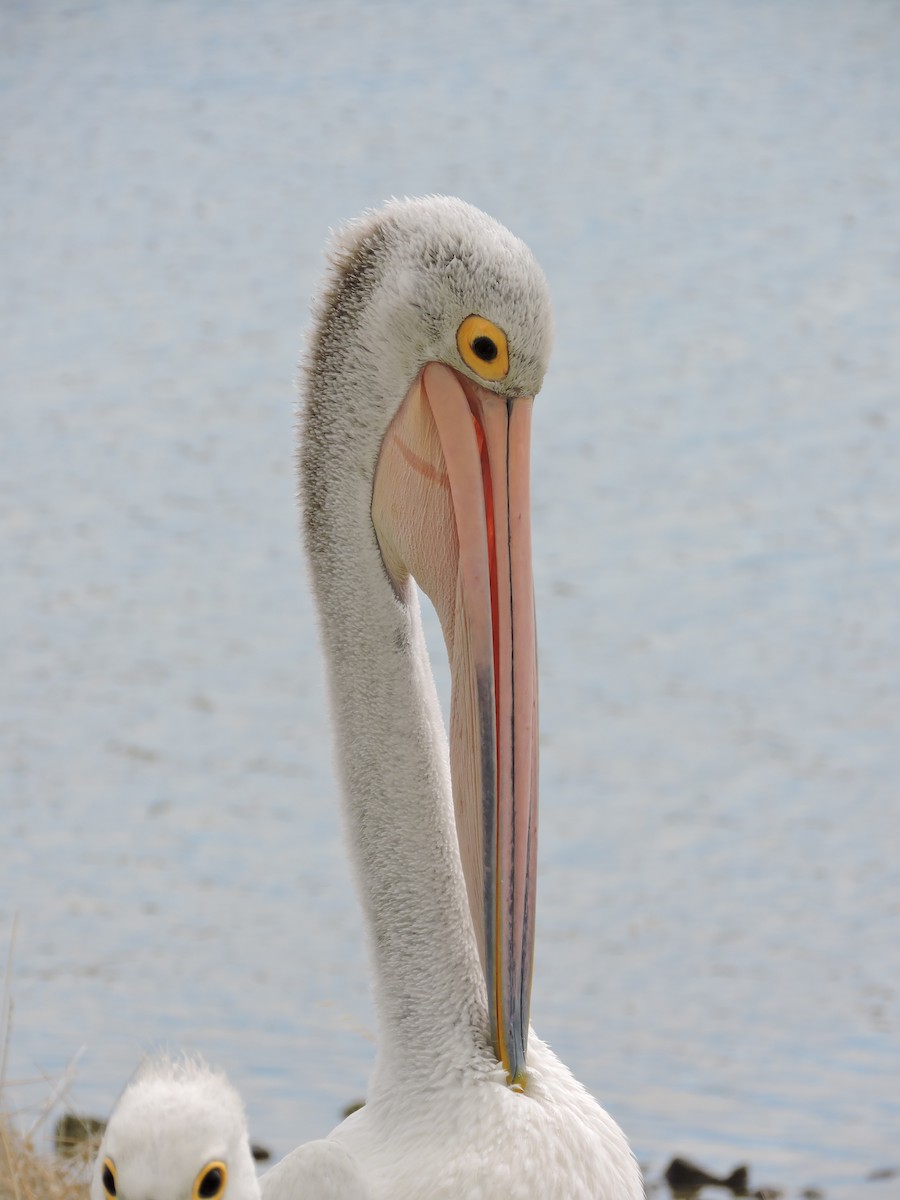 Australian Pelican - Margaret Reine