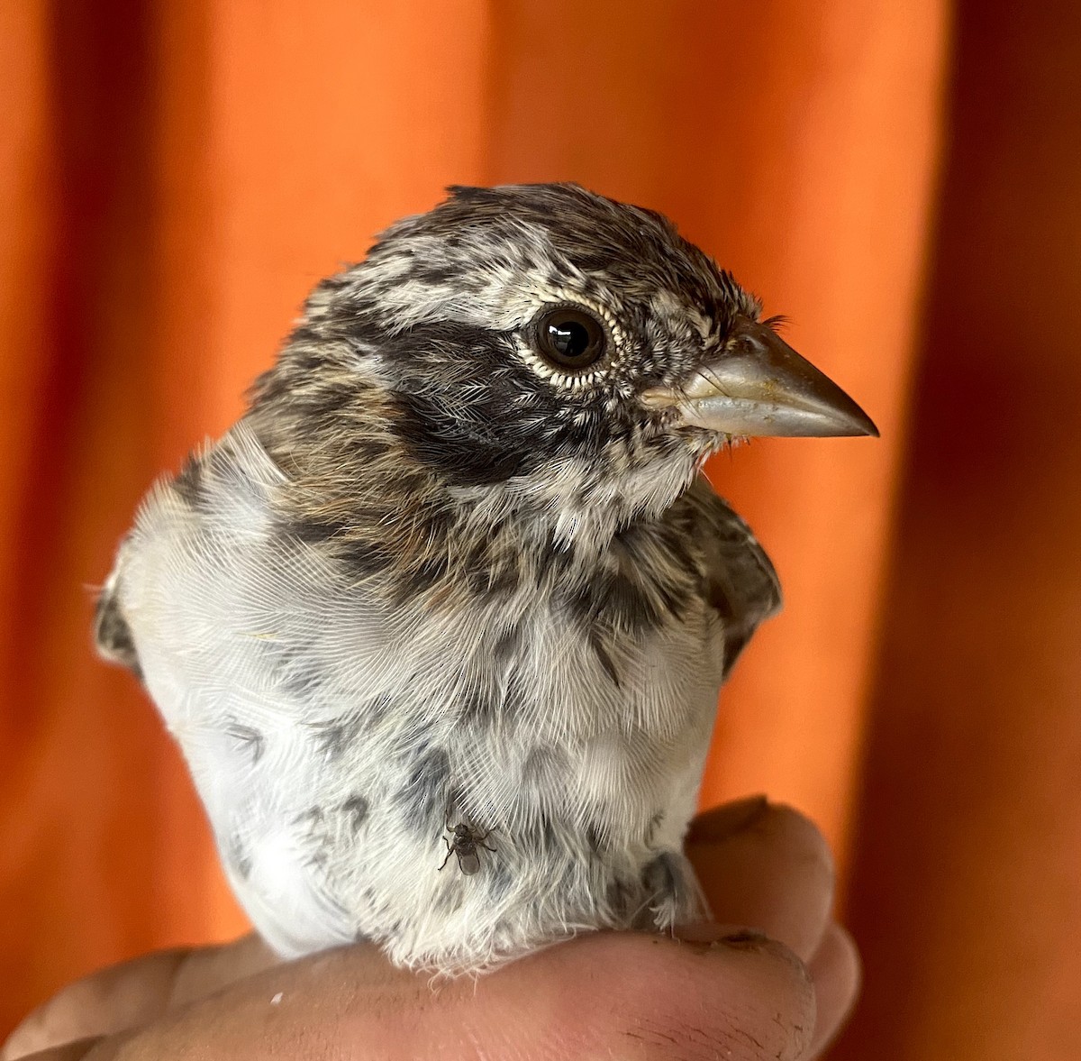 Rufous-collared Sparrow - Juan Klavins