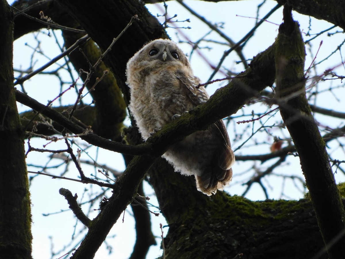 Tawny Owl - ML549419721