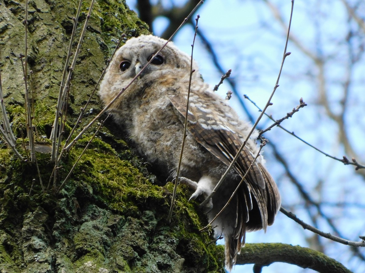 Tawny Owl - ML549419731