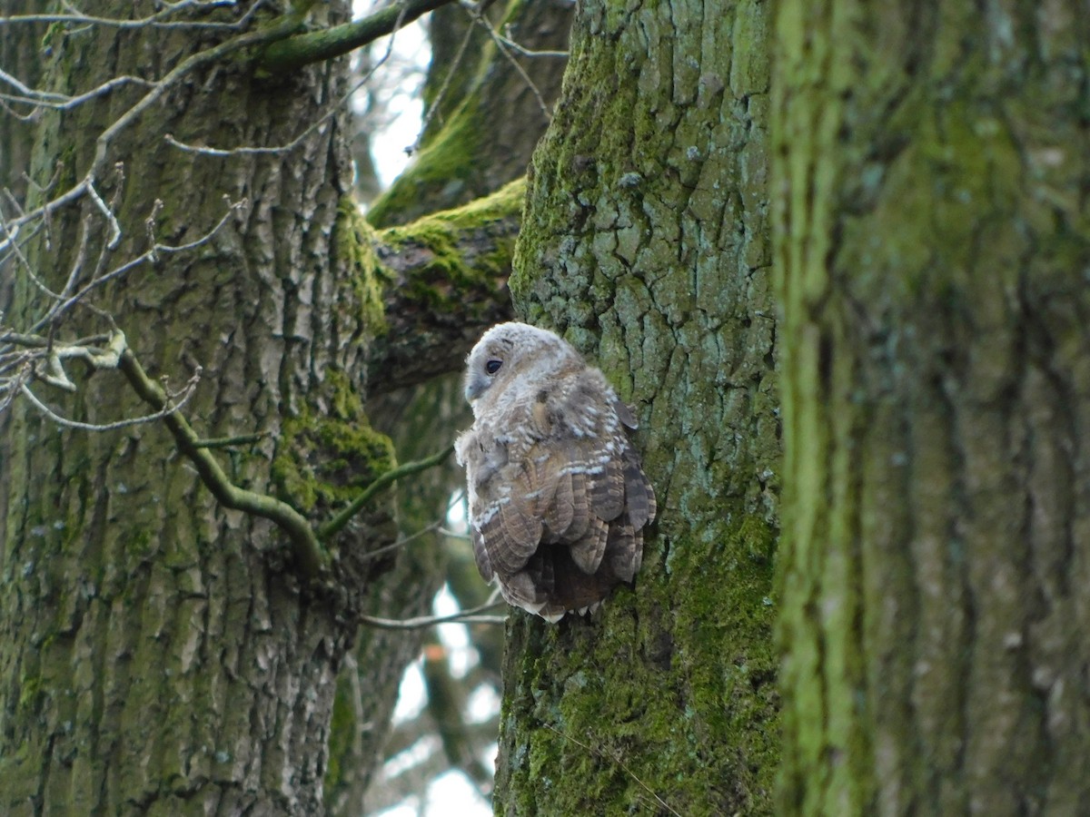 Tawny Owl - ML549419781