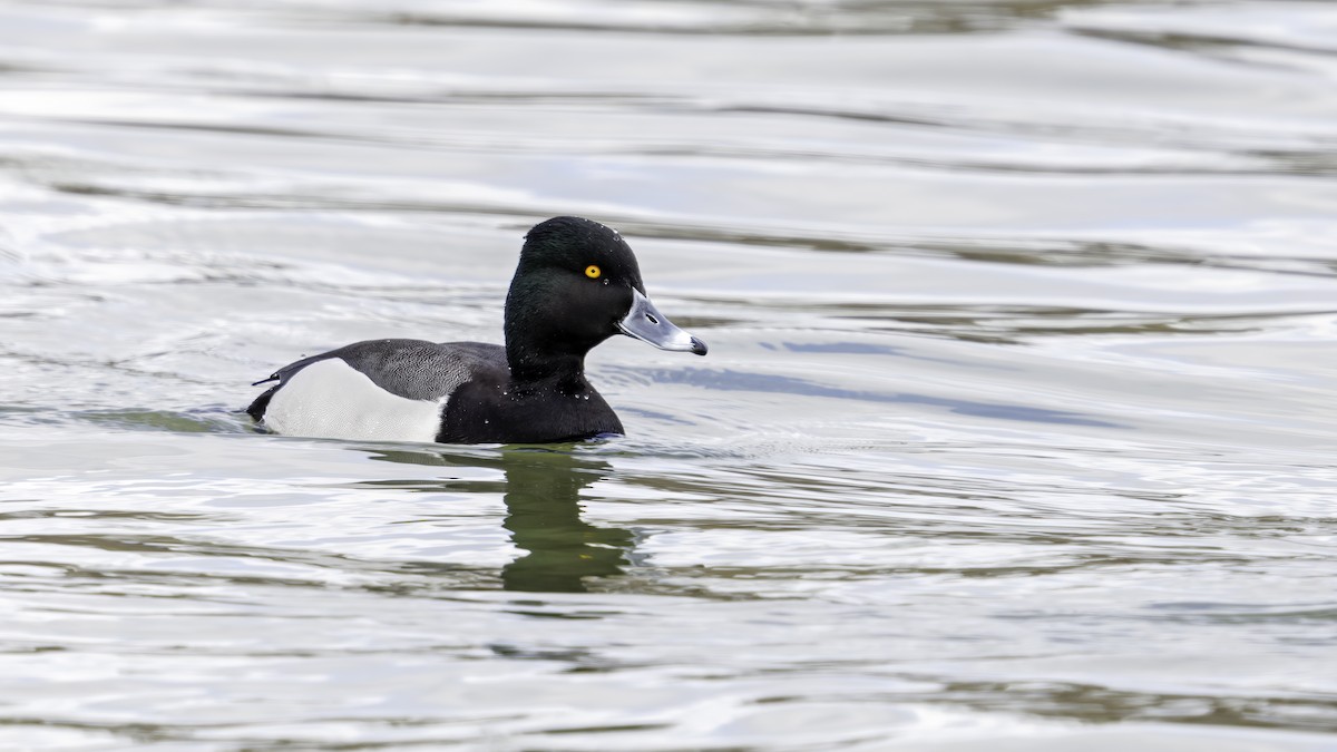 Porrón Acollarado x Bastardo (híbrido) - eBird