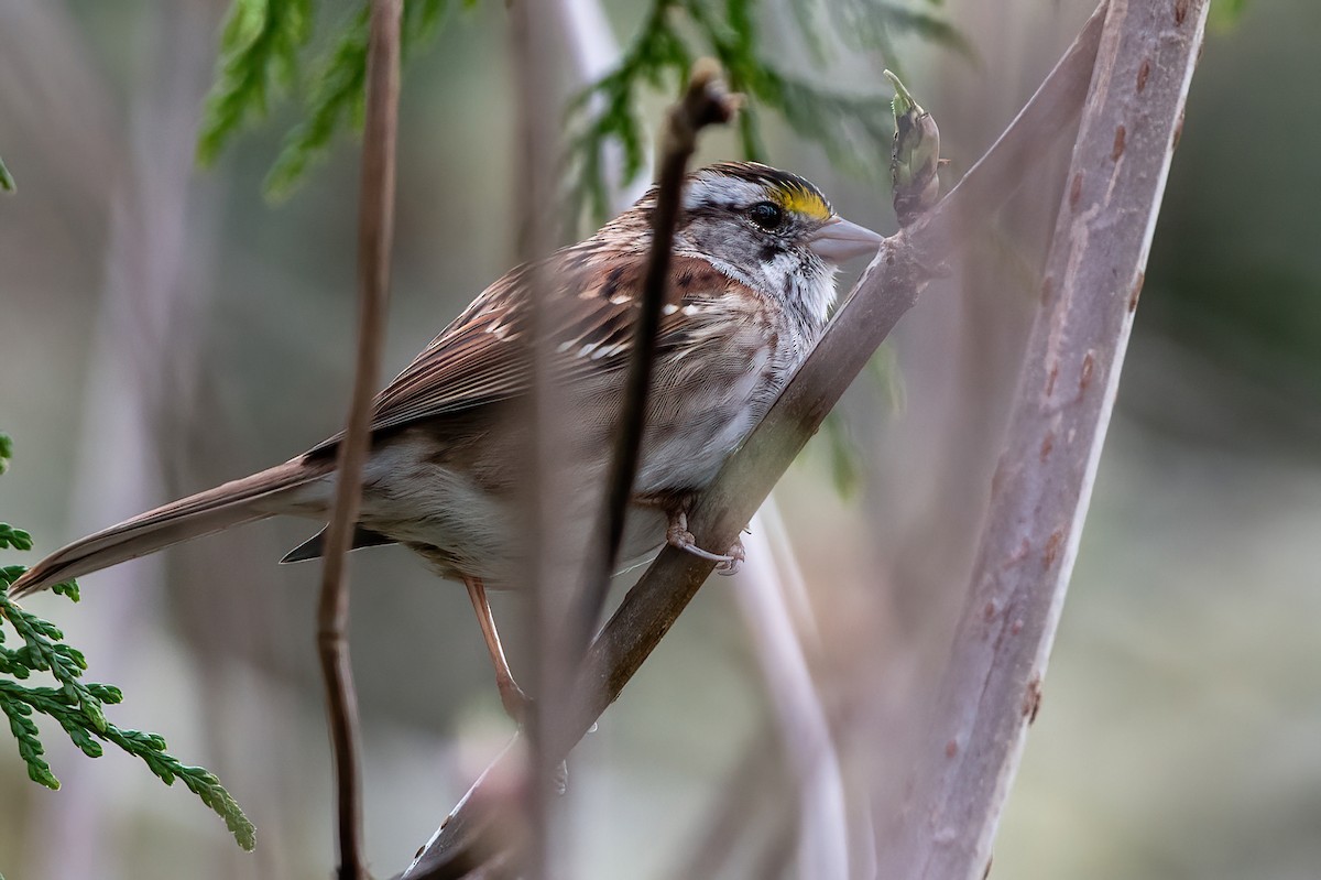 White-throated Sparrow - ML549422261