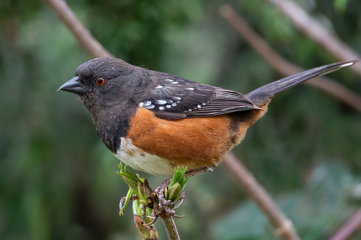 Spotted Towhee - ML549422441