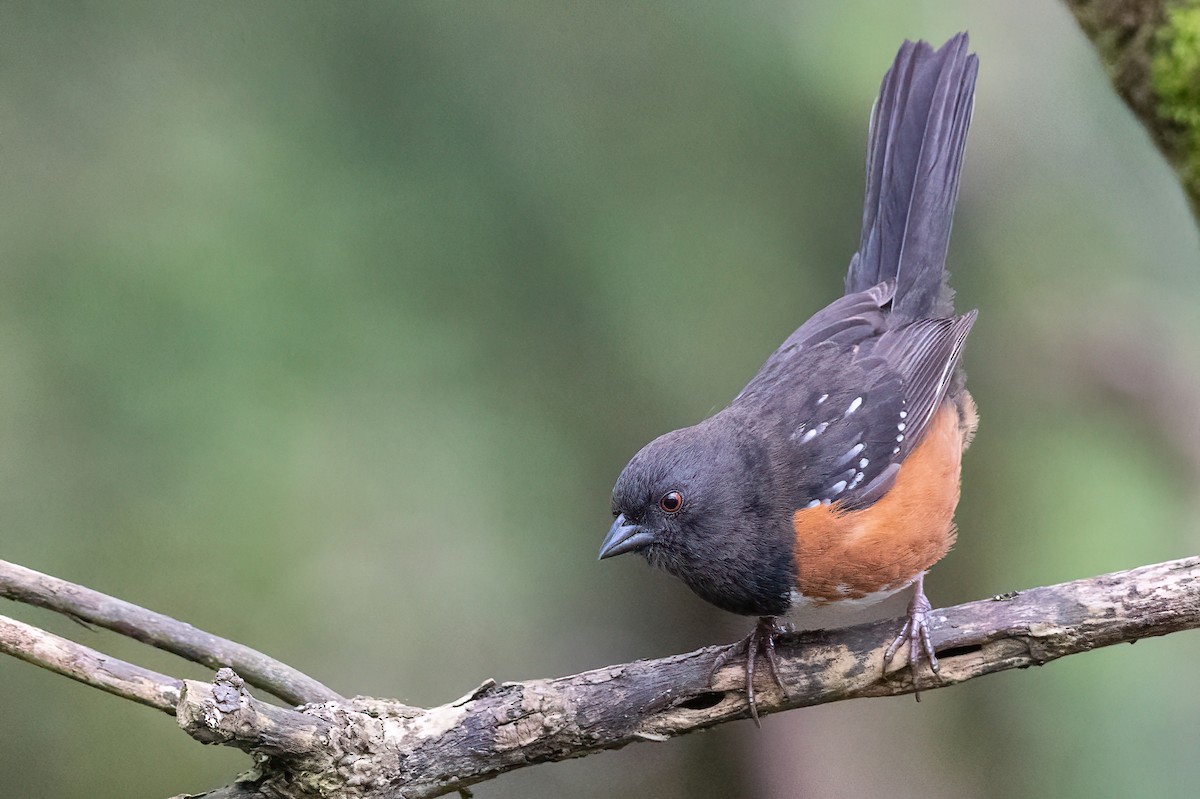 Spotted Towhee - ML549422451
