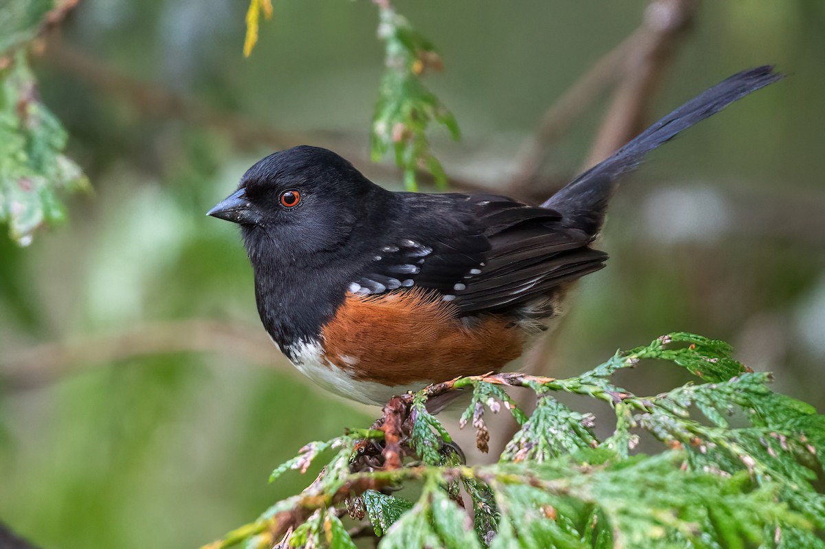 Spotted Towhee - ML549422461