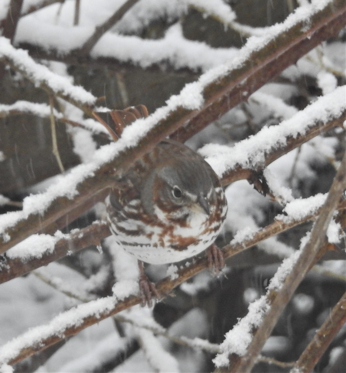 Fox Sparrow (Red) - ML549426801