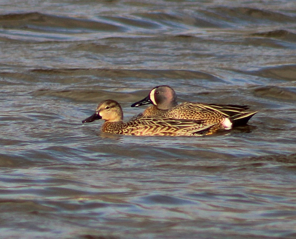 Blue-winged Teal - ML549430051