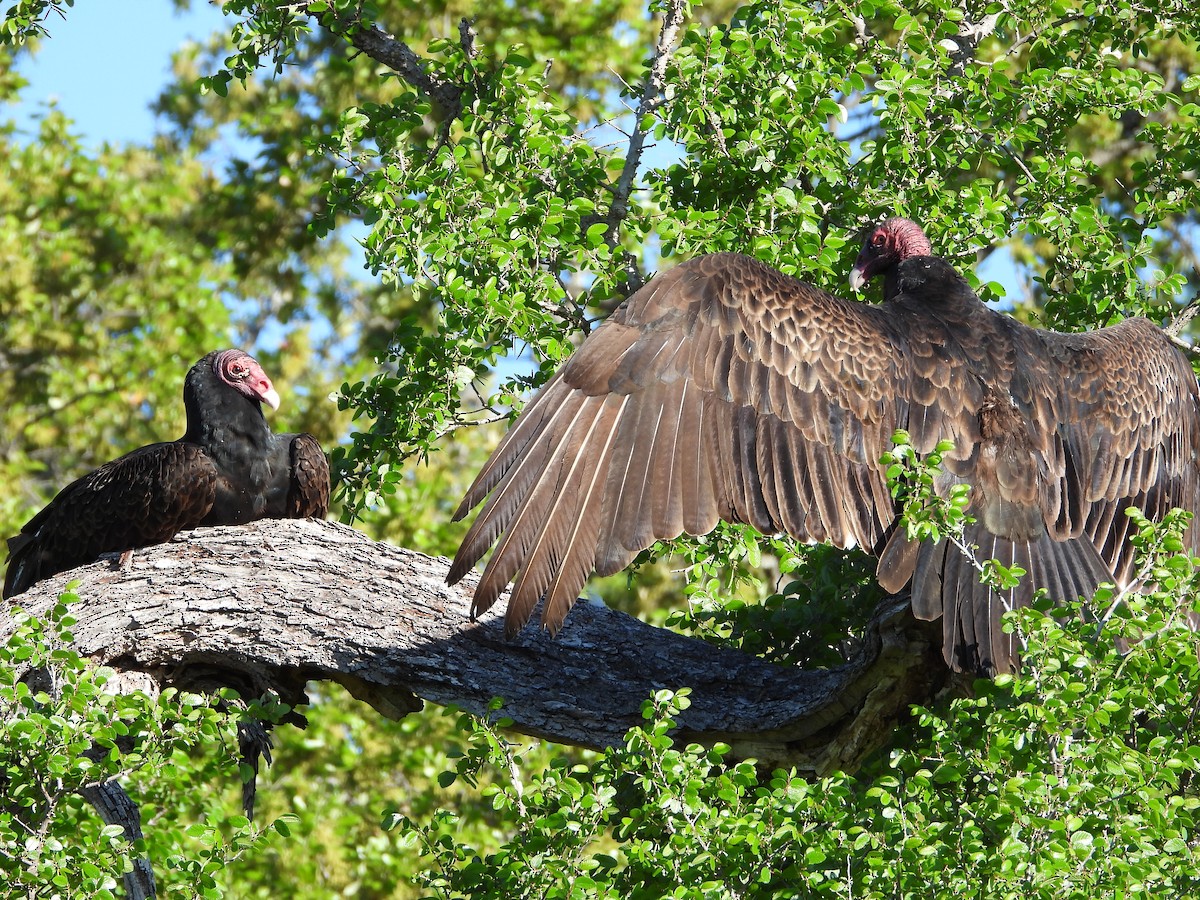 Turkey Vulture - ML549431091