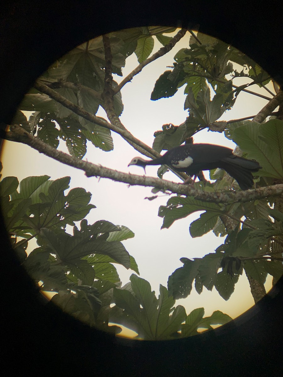 Blue-throated Piping-Guan - ML549431541