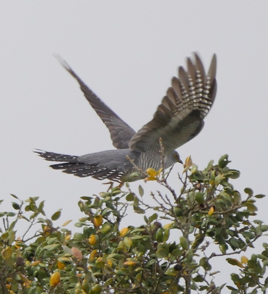 Common Cuckoo - Roger Horn