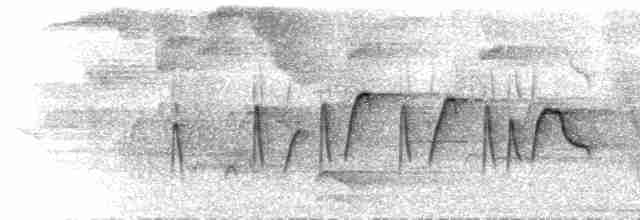  - Tufted Flycatcher (Mexican)