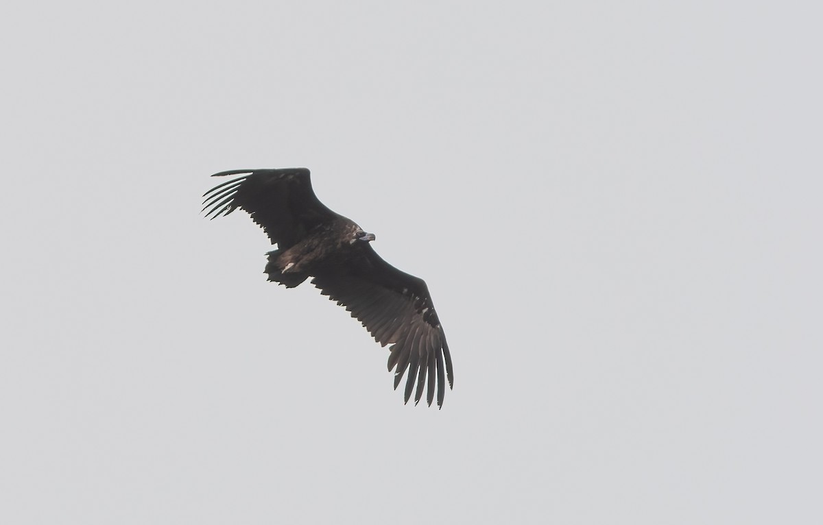Cinereous Vulture - ML549435091