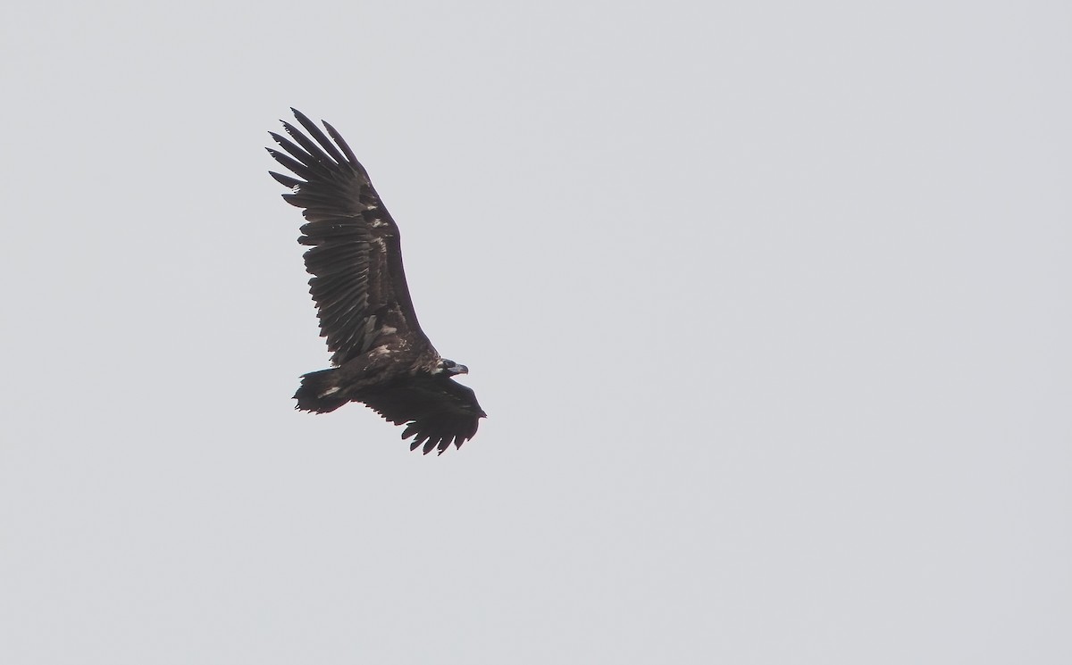 Cinereous Vulture - ML549435121
