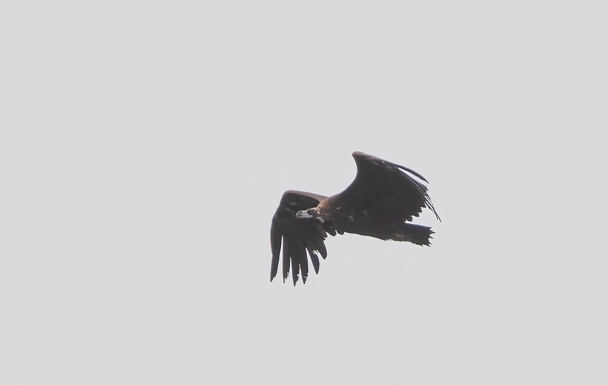 Cinereous Vulture - ML549435151