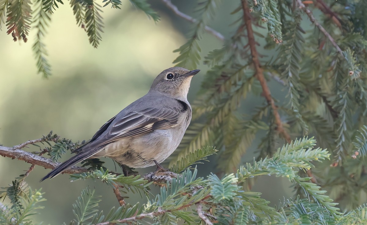 Townsend's Solitaire - ML549444811