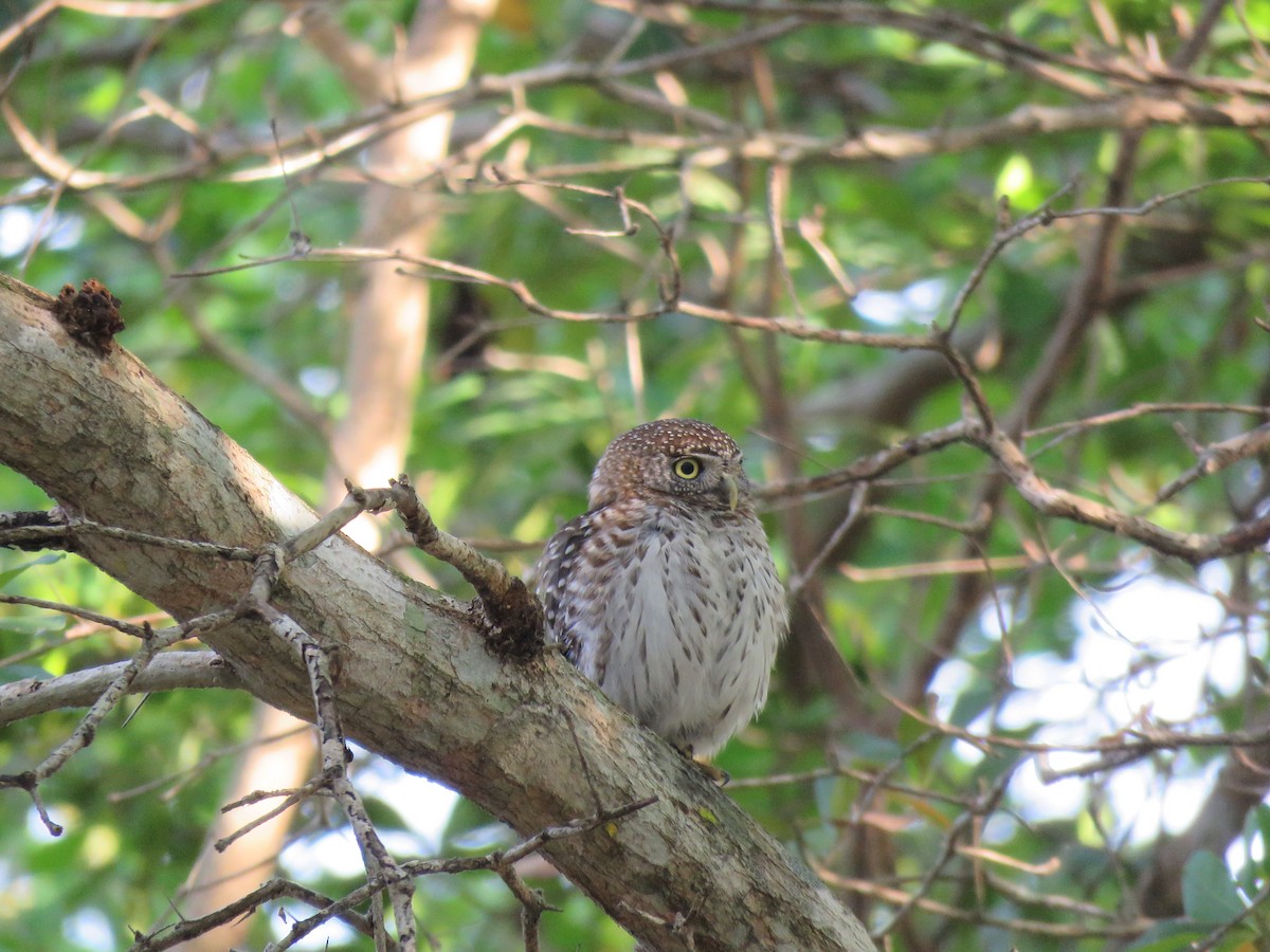 Cuban Pygmy-Owl - ML54944501