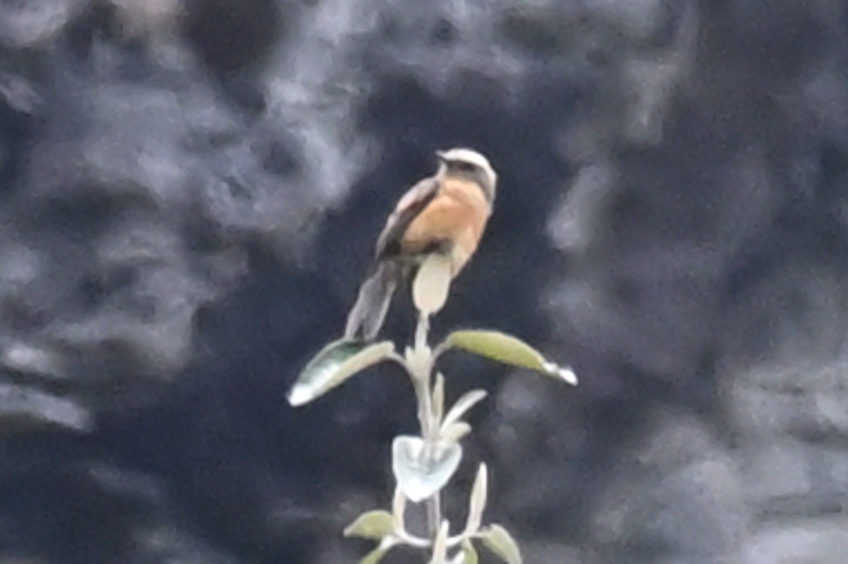 Brown-backed Chat-Tyrant - ML549449241