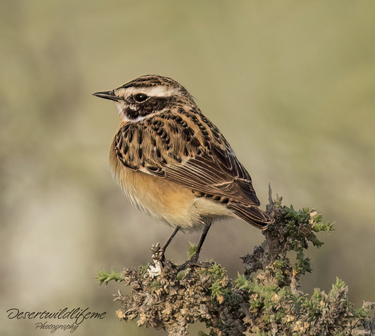 Whinchat - ML549449901