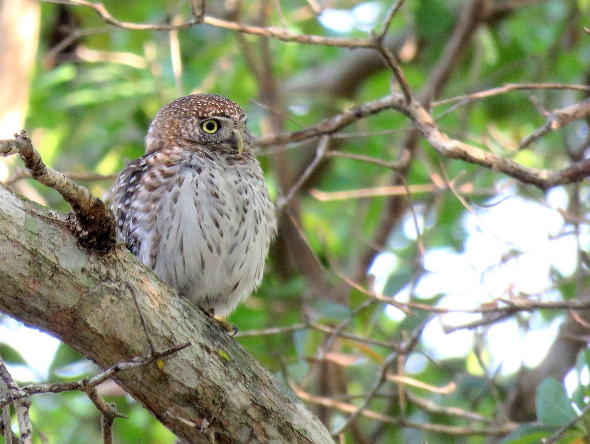 Cuban Pygmy-Owl - ML54945041