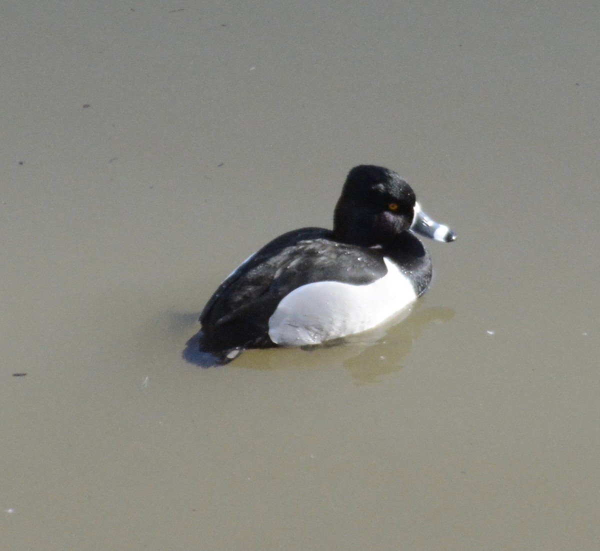 Ring-necked Duck - ML549450881