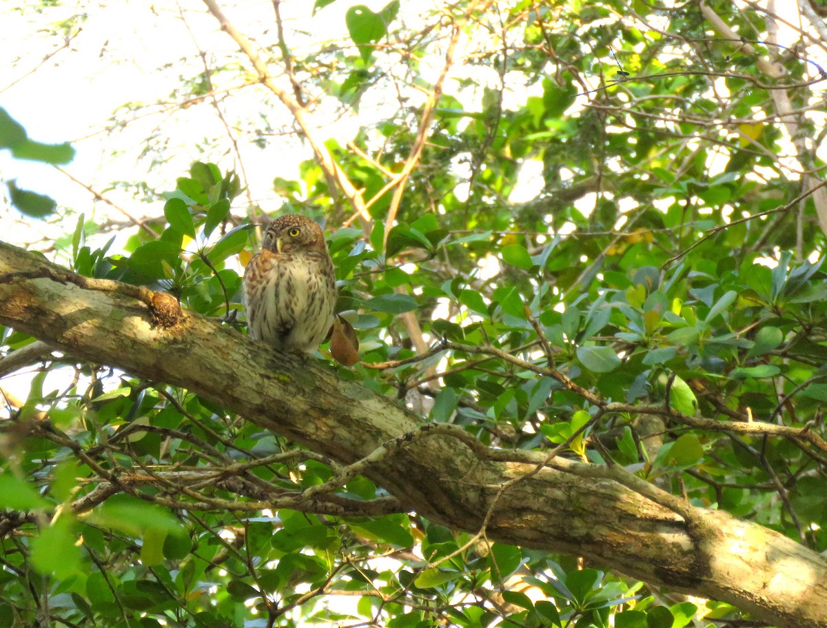 Cuban Pygmy-Owl - ML54945141