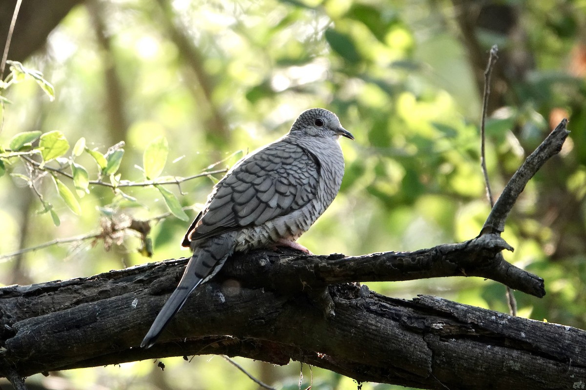 eBird Checklist - 24 Mar 2023 - Quinta Mazatlan WBC (LTC 063) - 29 species