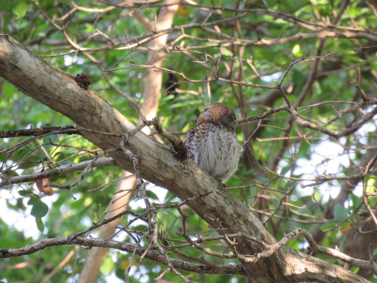 Cuban Pygmy-Owl - ML54945341