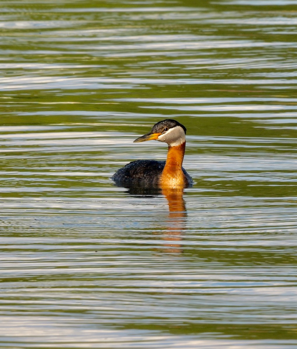 Red-necked Grebe - ML549453811
