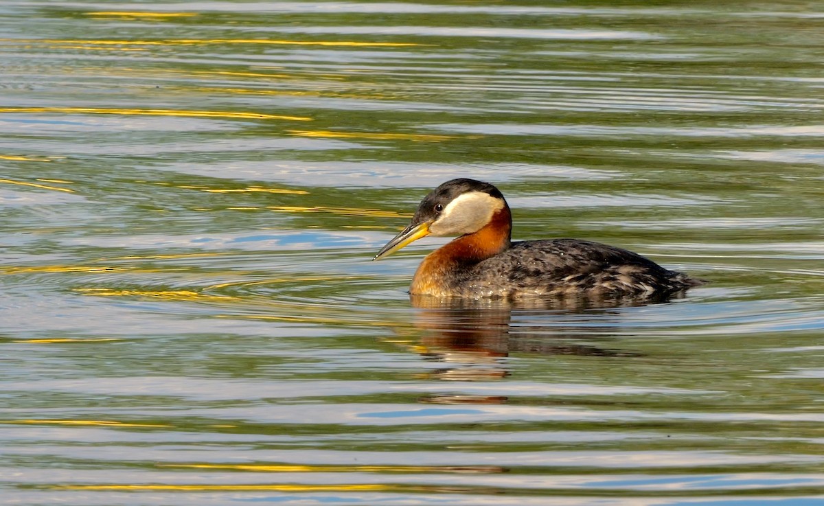 Red-necked Grebe - ML549453831