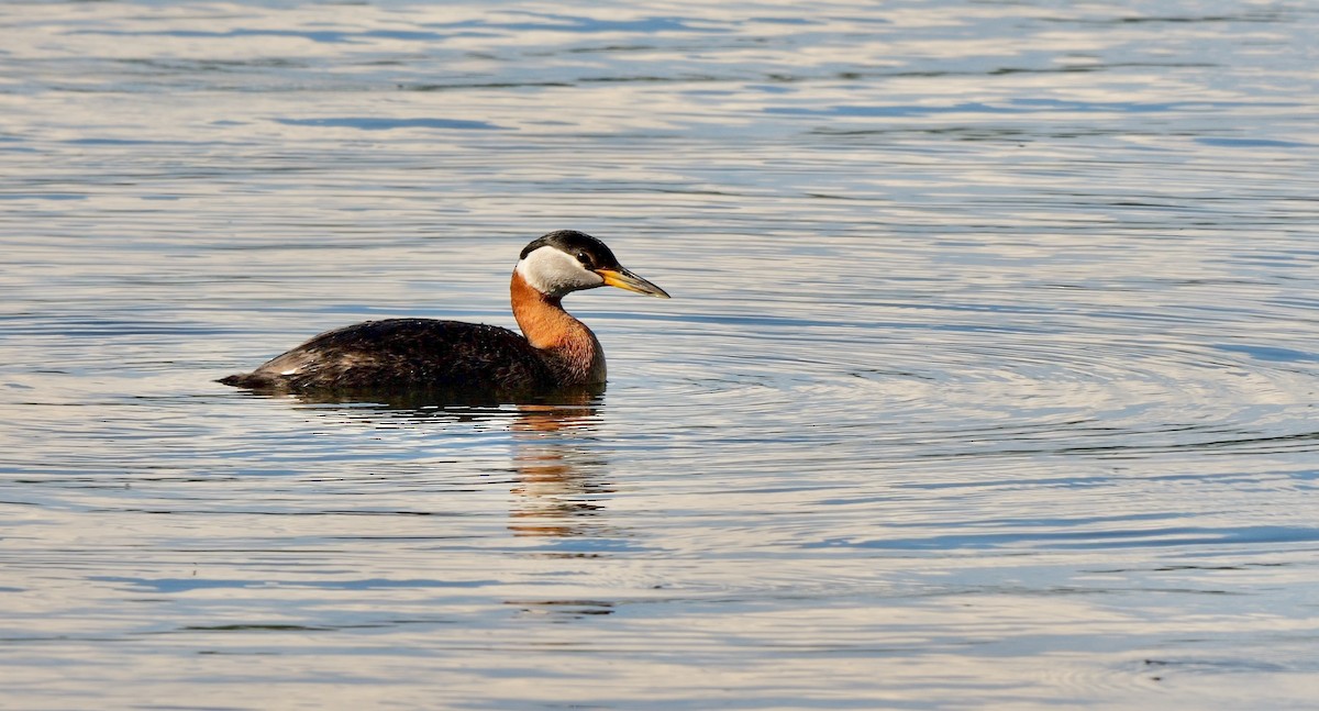 Red-necked Grebe - ML549453841
