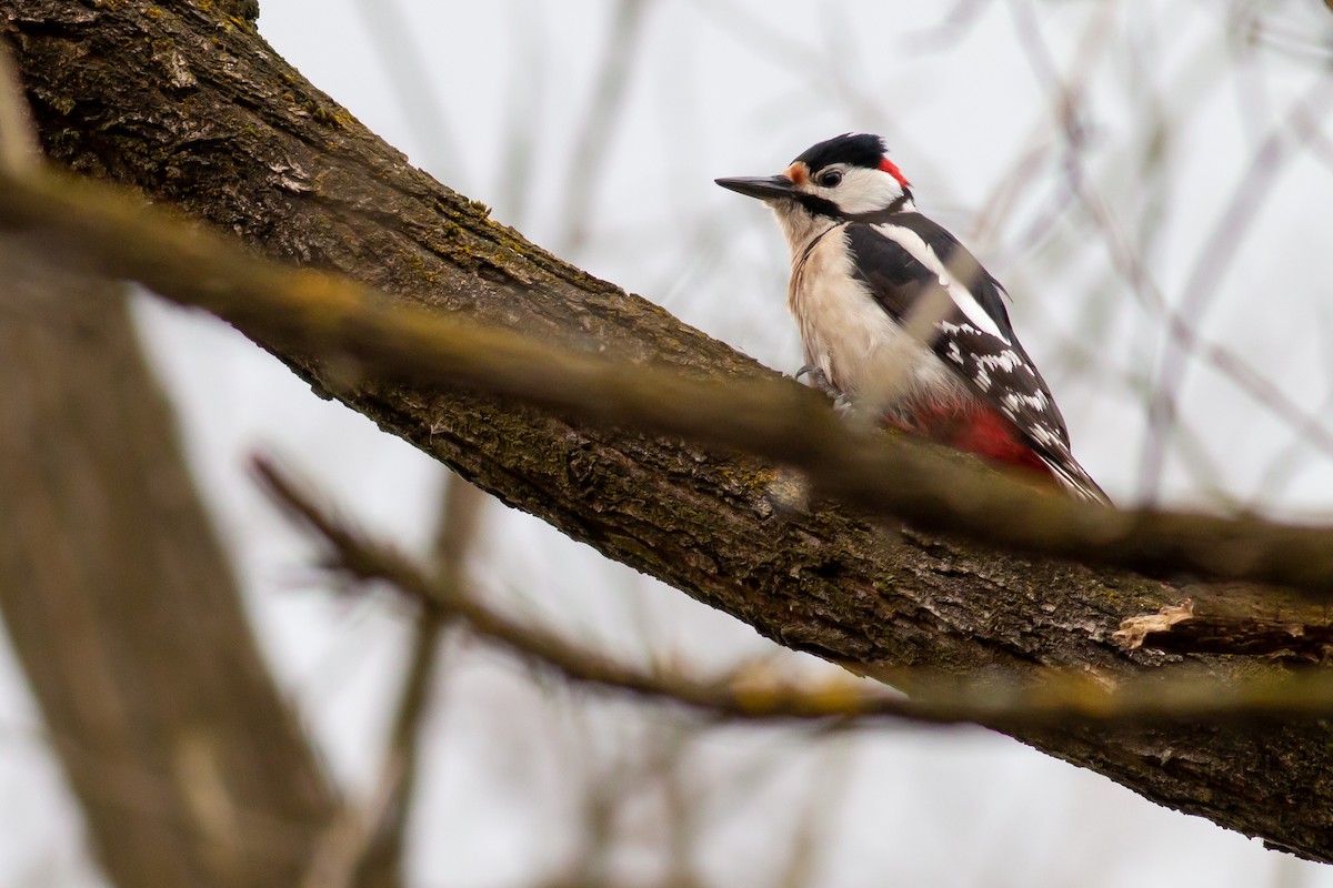 Great Spotted Woodpecker - ML549456411