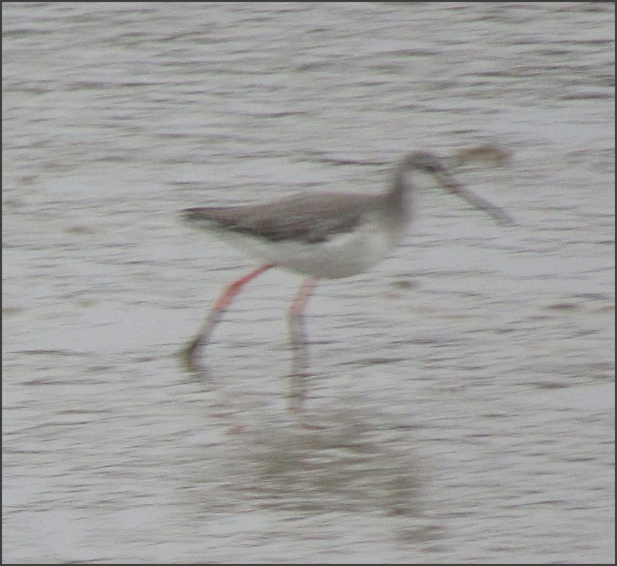 Spotted Redshank - ML549459461