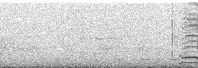 Geai à nuque blanche - ML54946
