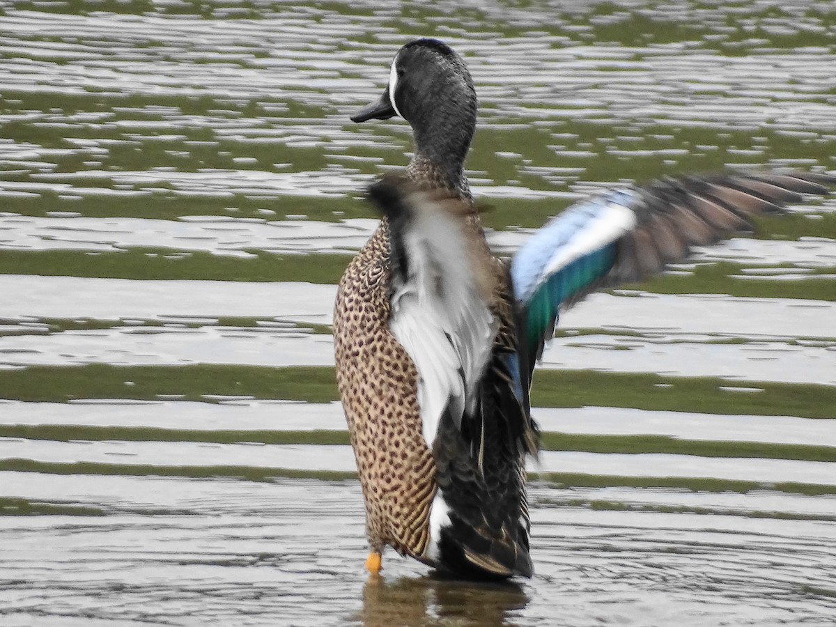 Blue-winged Teal - ML549461271