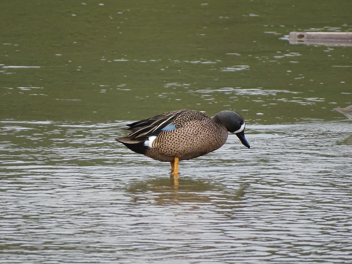 Blue-winged Teal - ML549461431