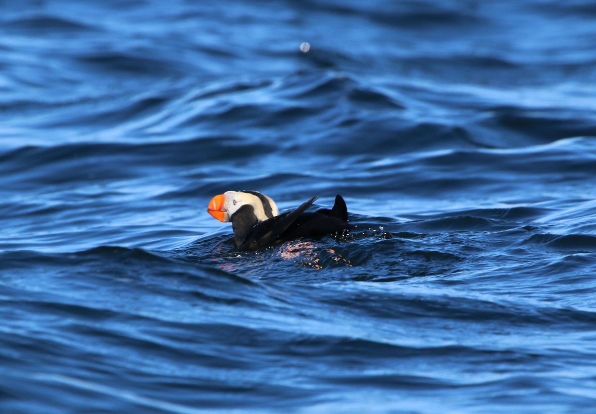 Tufted Puffin - ML54946491