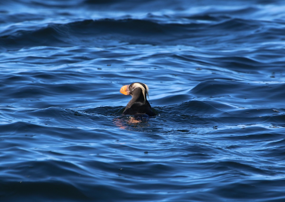 Tufted Puffin - ML54946501