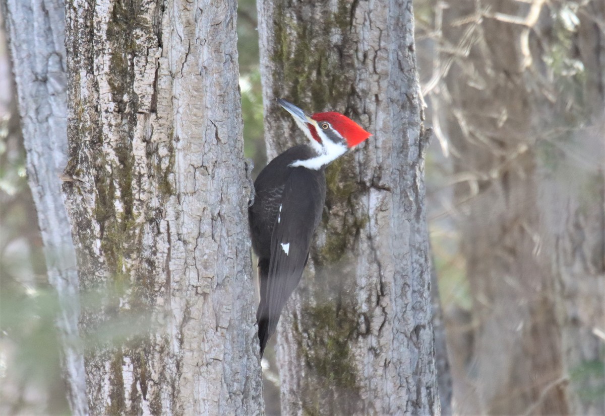 Pileated Woodpecker - Michel Marsan