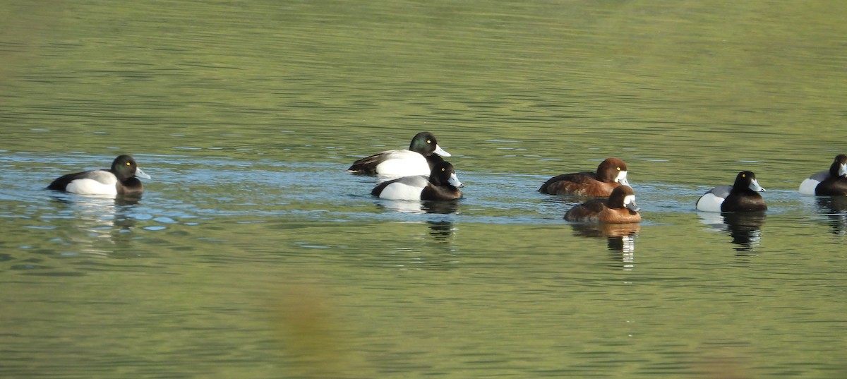 Greater Scaup - ML549467351