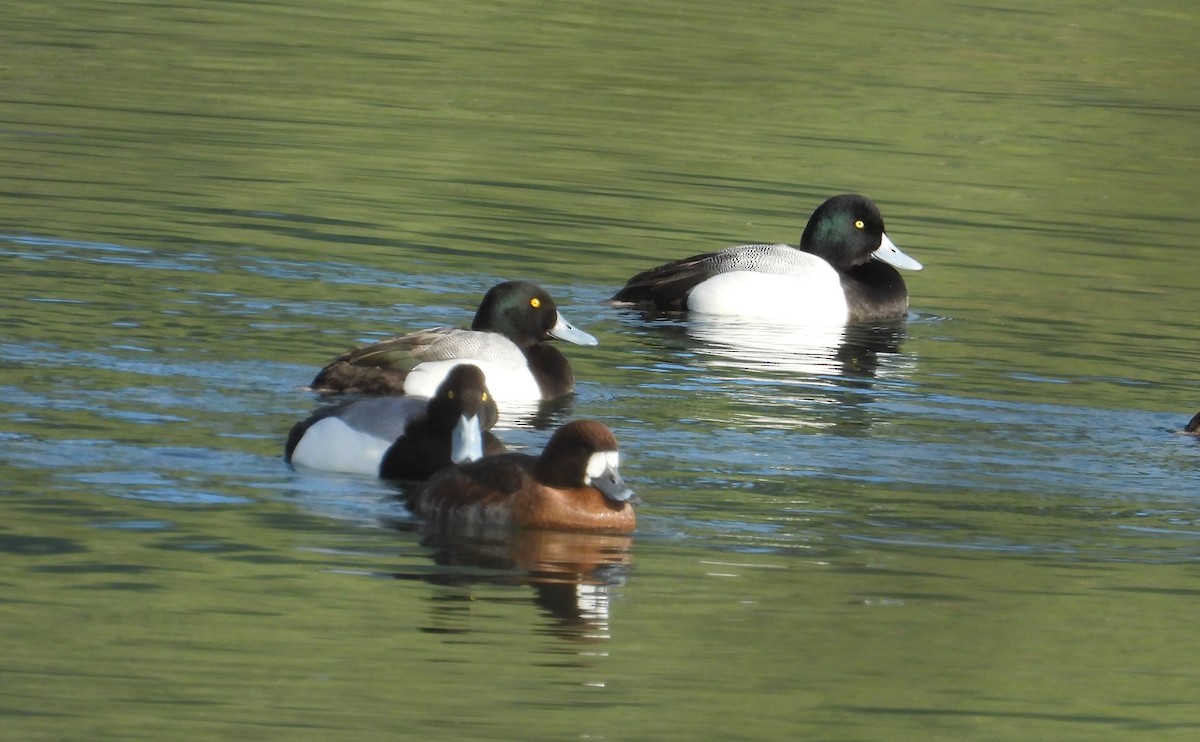 Greater Scaup - ML549467361