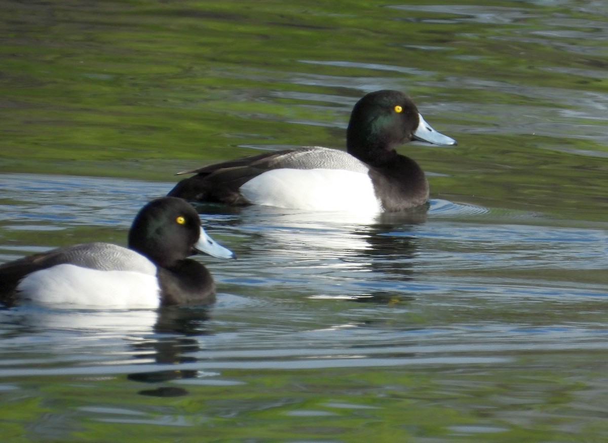 Greater Scaup - ML549467381