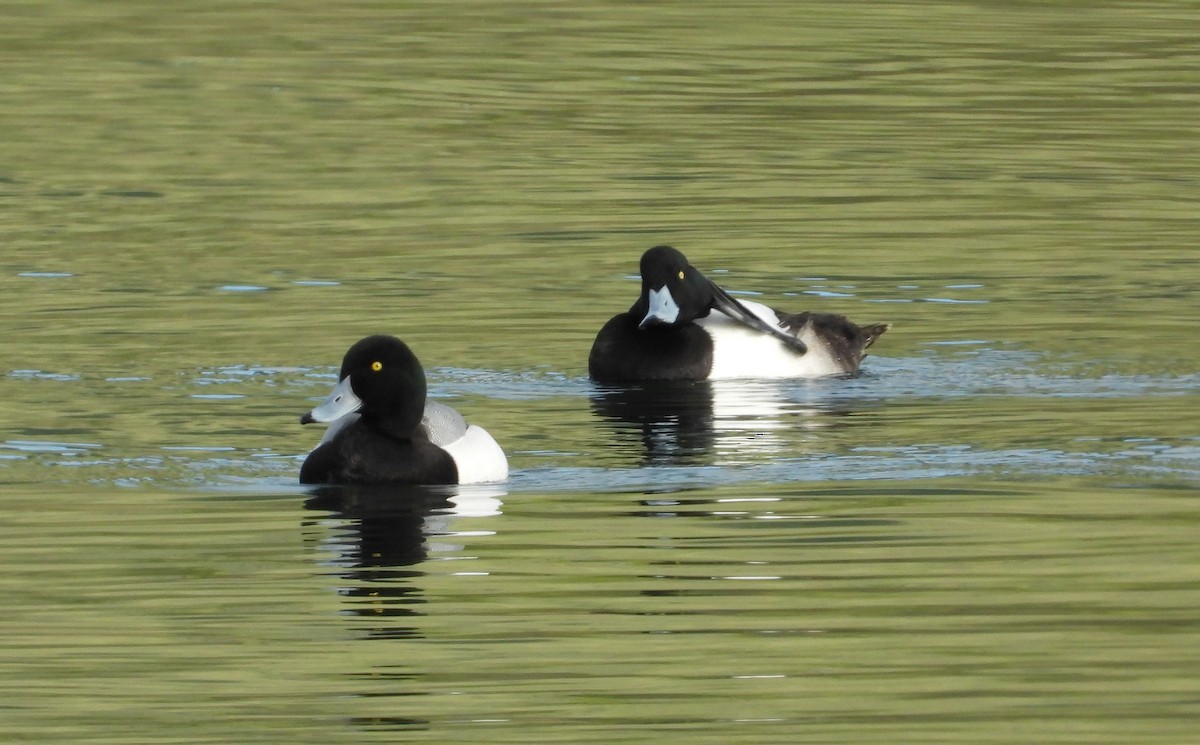 Greater Scaup - ML549467651