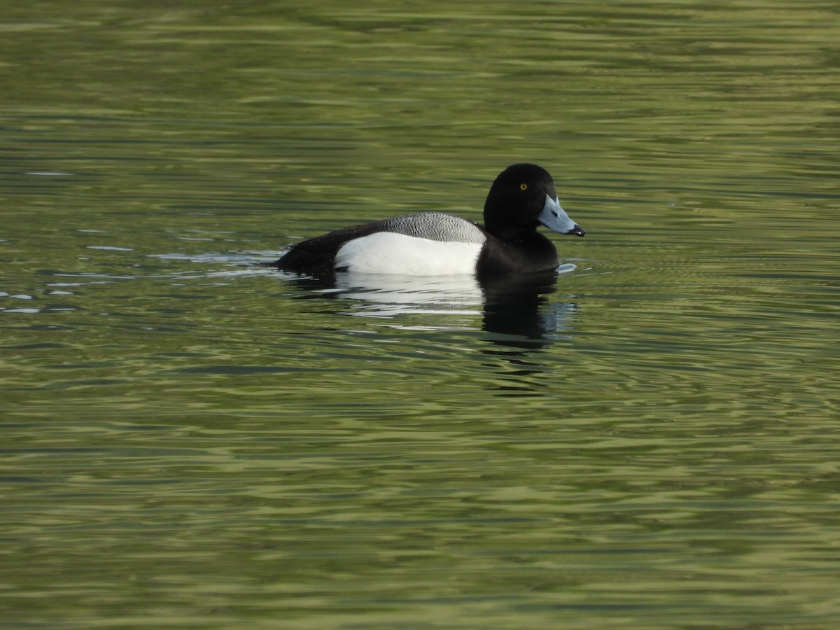 Greater Scaup - ML549467661