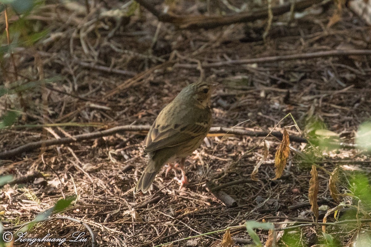 Olive-backed Pipit - ML549469181