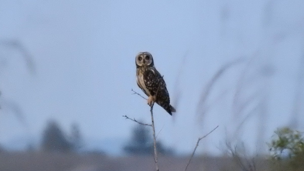 Short-eared Owl - ML549474061