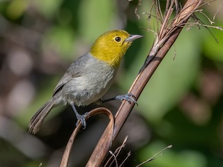  - Yellow-headed Warbler