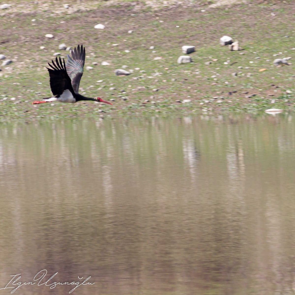 Black Stork - ML549476191